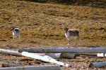 2012 Svalbard Island - welcoming committee